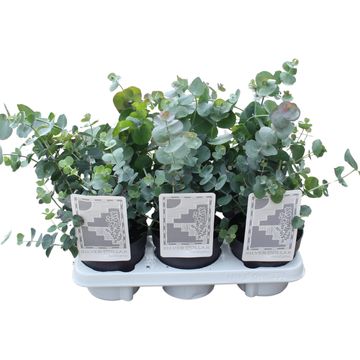 Eucalyptus cinerea 'Silver Dollar'