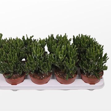 Crassula ovata 'Hobbit'