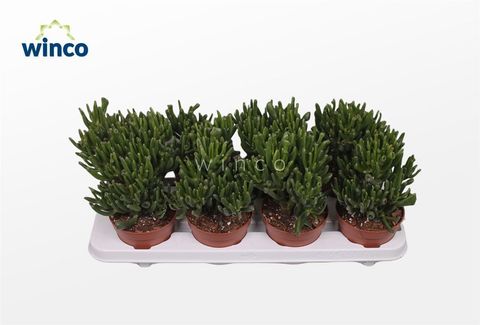 Crassula ovata 'Hobbit'