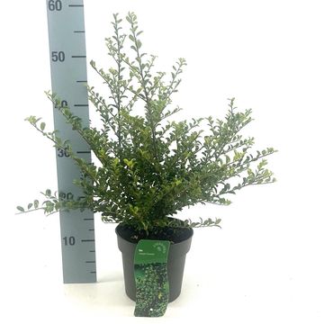 Ilex crenata 'Convexa'