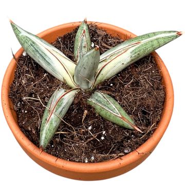 Sansevieria 'Zebra' — Plant Wholesale FlorAccess