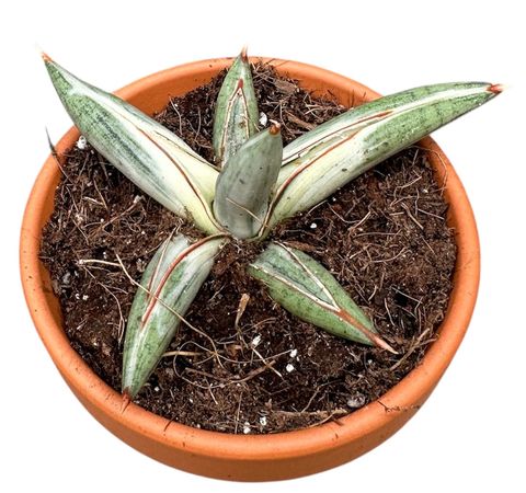 Sansevieria 'Lavranos Blue Clone'