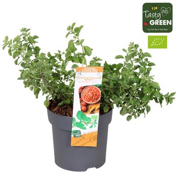 Origanum majorana 'Venezia'