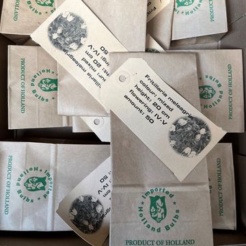 Fritillaria meleagris