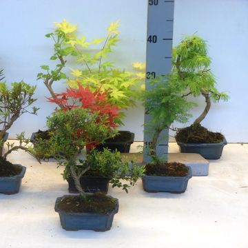 Bonsai MIX