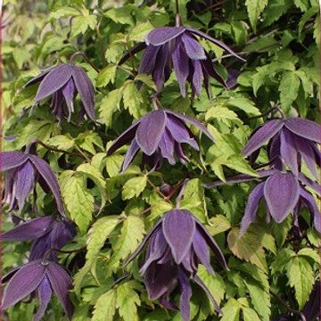 Clematis 'Purple Spider' (A)