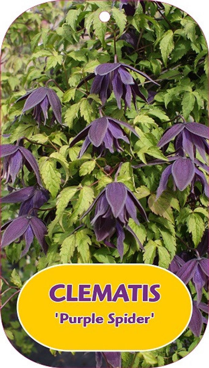 Clematis 'Purple Spider' (A) — Plant Wholesale FlorAccess