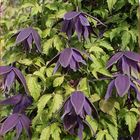 Clematis 'Purple Spider' (A)