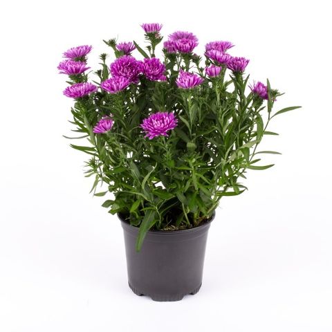 Aster PINK REGENT