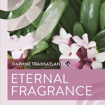 Daphne x transatlantica ETERNAL FRAGRANCE