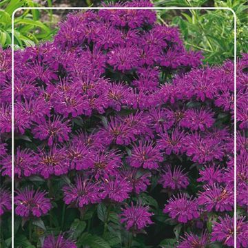 Monarda 'Grape Gumball'