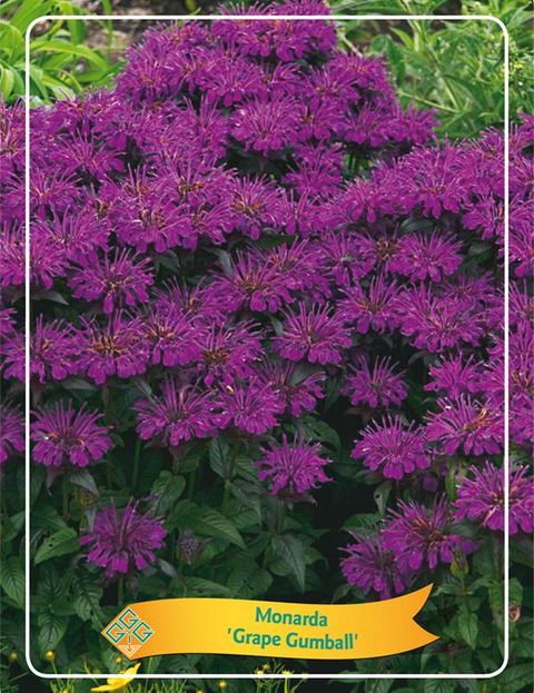 Monarda 'Grape Gumball'