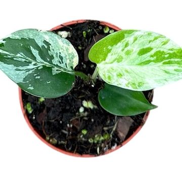 Monstera deliciosa 'Bulbasaur'