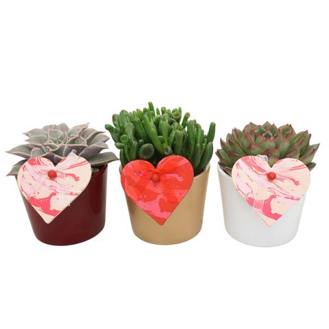 Succulents MIX IN POT