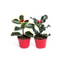 Ilex aquifolium 'Aurea Marginata'