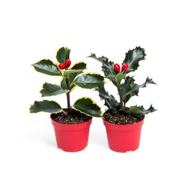 Ilex aquifolium 'Aurea Marginata'