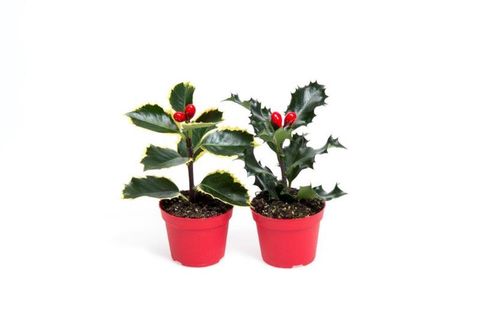 Ilex aquifolium 'Aurea Marginata'