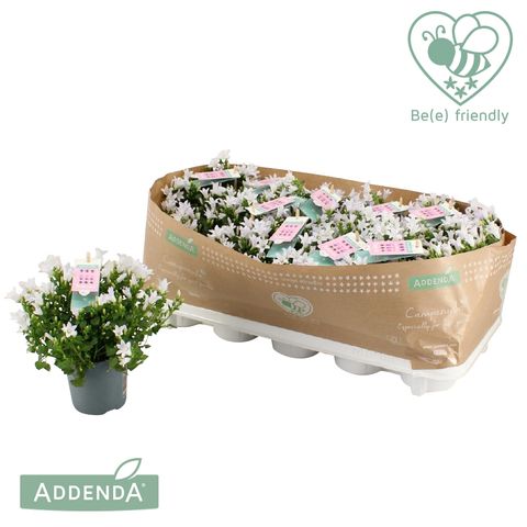 Campanula portenschlagiana AMBELLA WHITE