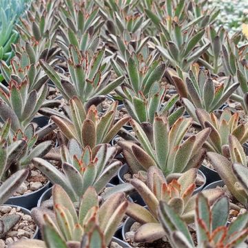 Kalanchoe tomentosa