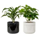 Plantas de interior MIX