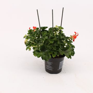 Pelargonium 'Decora Red'