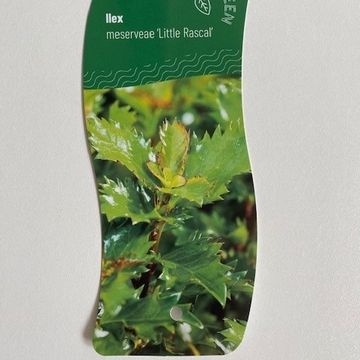 Ilex x meserveae LITTLE RASCAL
