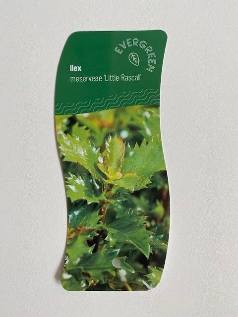 Ilex x meserveae LITTLE RASCAL