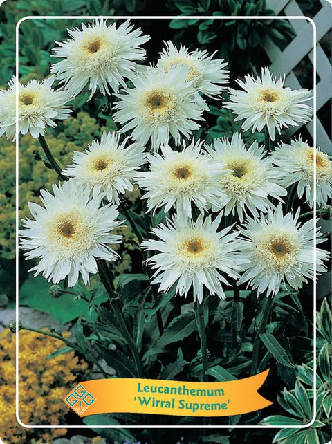 Leucanthemum 'Wirral Supreme'
