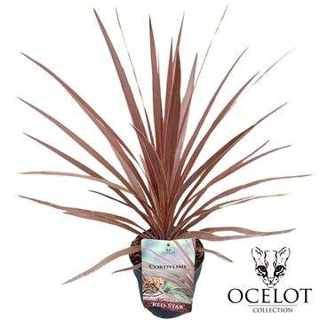 Cordyline australis 'Red Star'