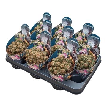 Sulcorebutia canigueralii