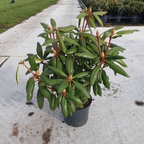 Rhododendron 'Розеум Элеганс'