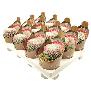 Mammillaria pseudoperbella