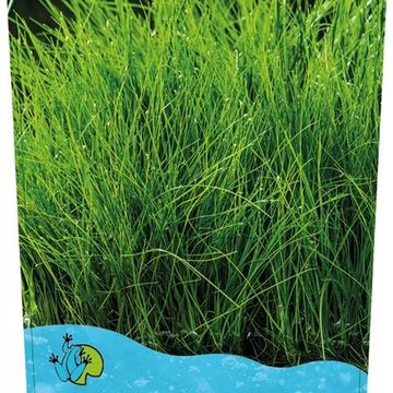 Eleocharis acicularis