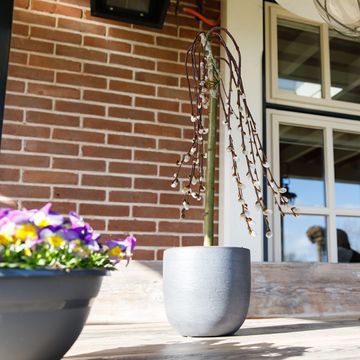 Ива caprea 'Килмарнок'