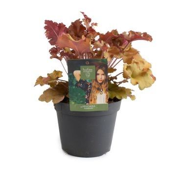 Heuchera INDIAN SUMMER ORANGE