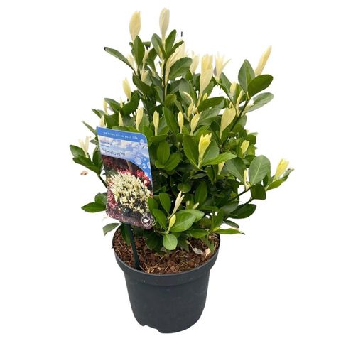 Euonymus himalaya 2025