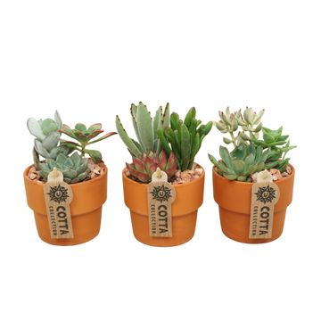 Arranjo Succulents