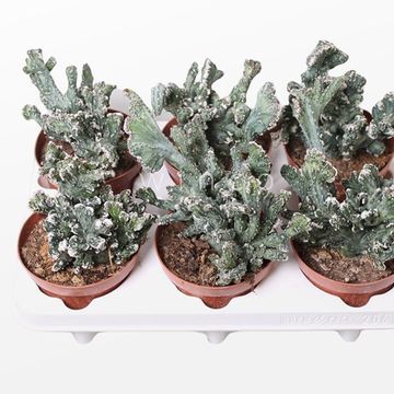 Monvillea spegazzinii cristata