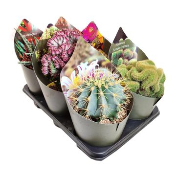 Cactus MIX