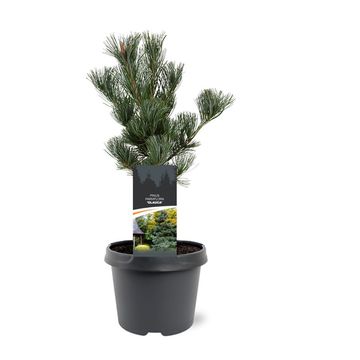 Pinus parviflora 'Glauca'