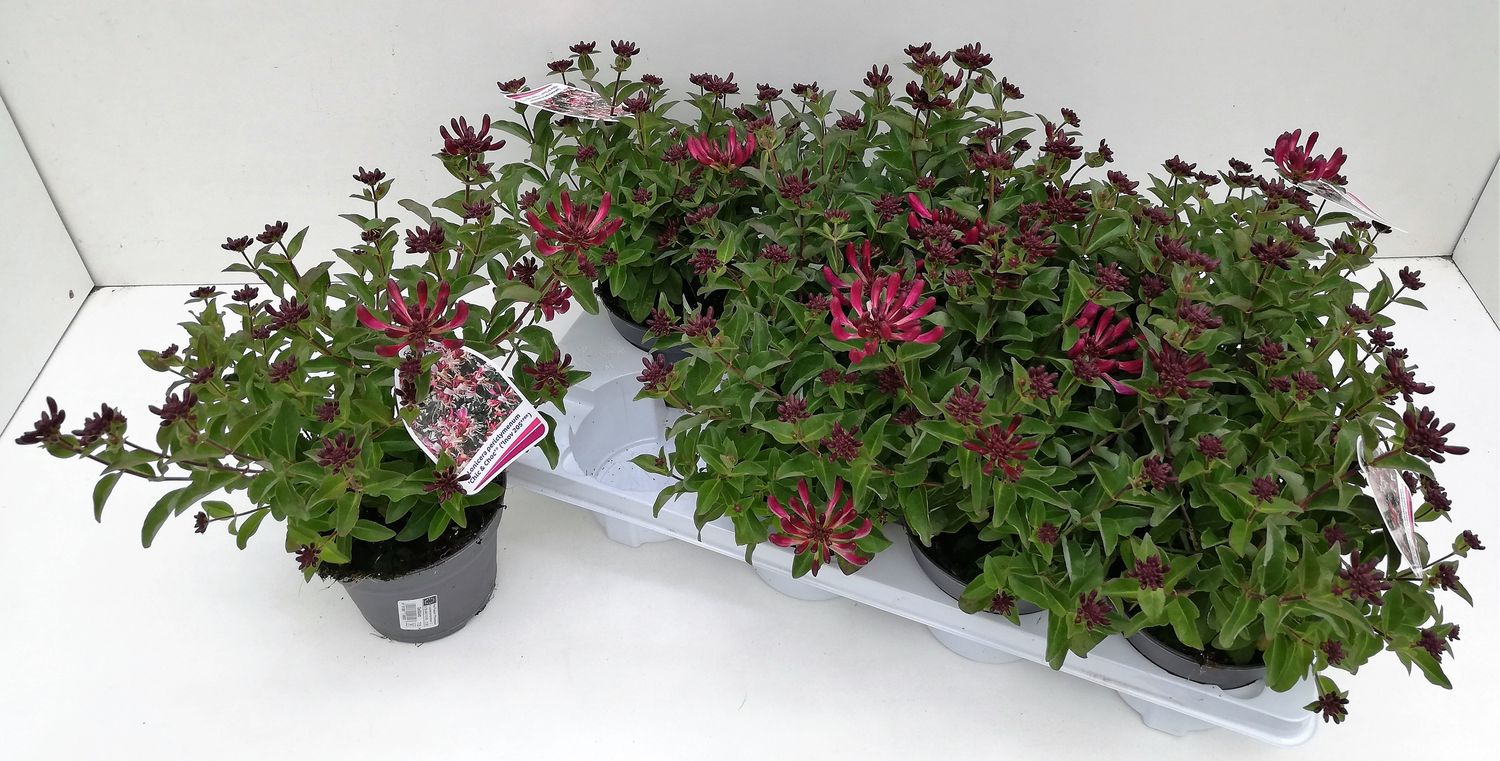 photinia rouge Photinia fraseri Carré Rouge 6er Heckenpflanzen Set – 1lfm – immergrün main image 0