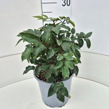 Mahonia aquifolium 'Apollo'