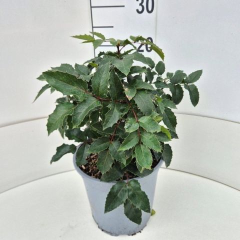 Mahonia aquifolium 'Apollo'