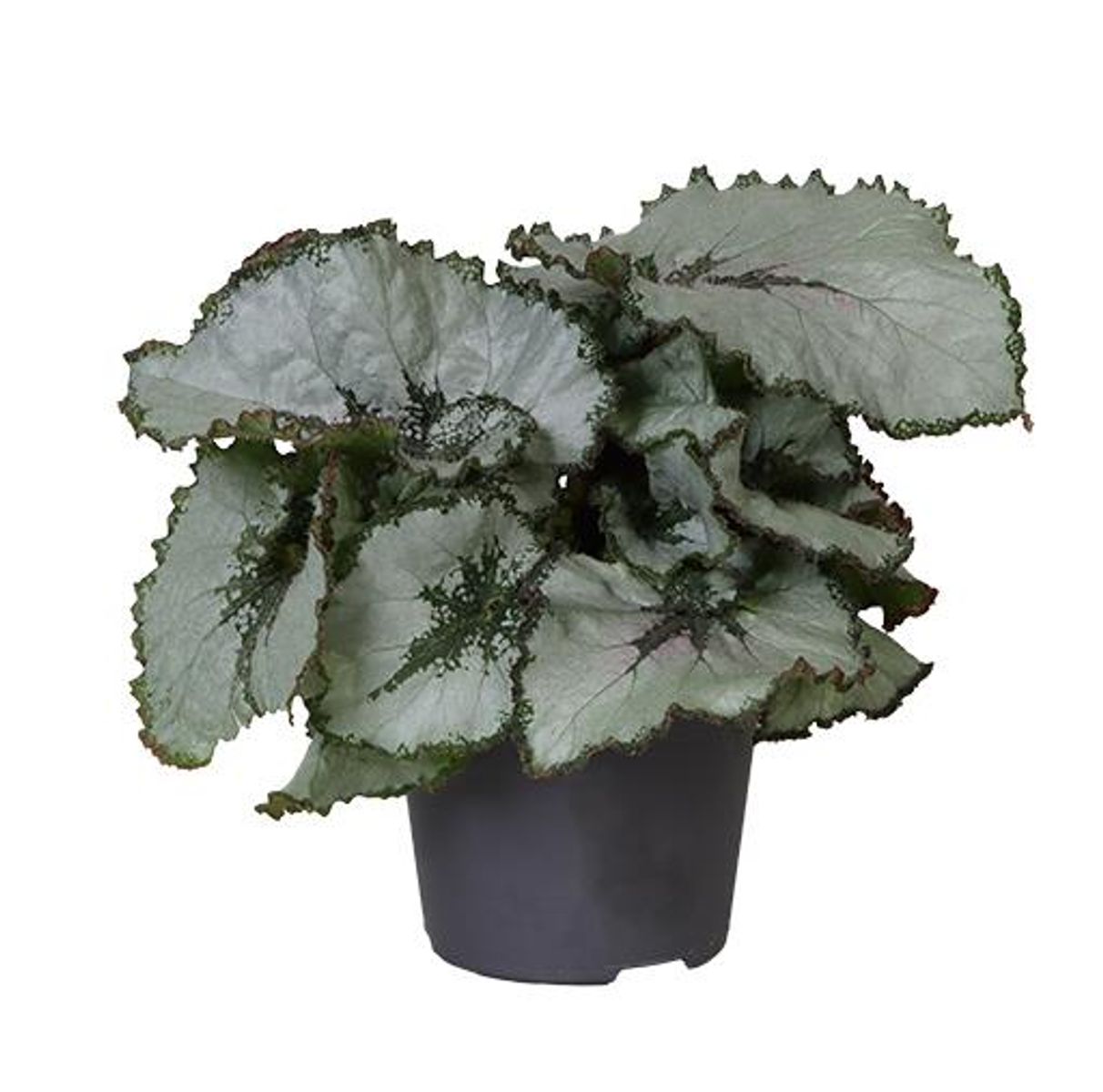 Begonia ESCARGOT — Plant Wholesale FlorAccess