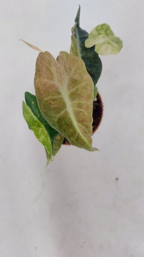 Alocasia 'Polly Yellow Variegata'