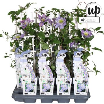 Clematis CRYSTAL FOUNTAIN REGAL