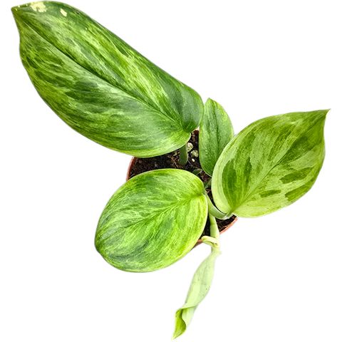 Scindapsus treubii 'Aurea'