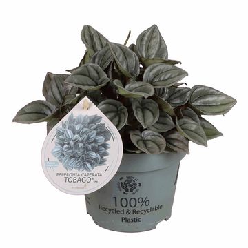 Peperomia caperata 'Tobago'