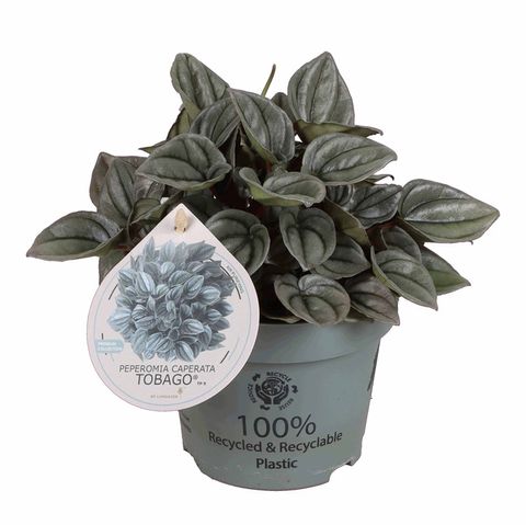 Peperomia caperata 'Tobago'