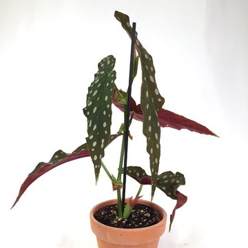 Begonia maculata